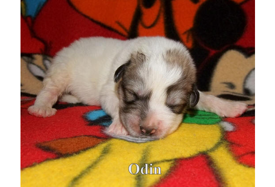 Odin a (4)